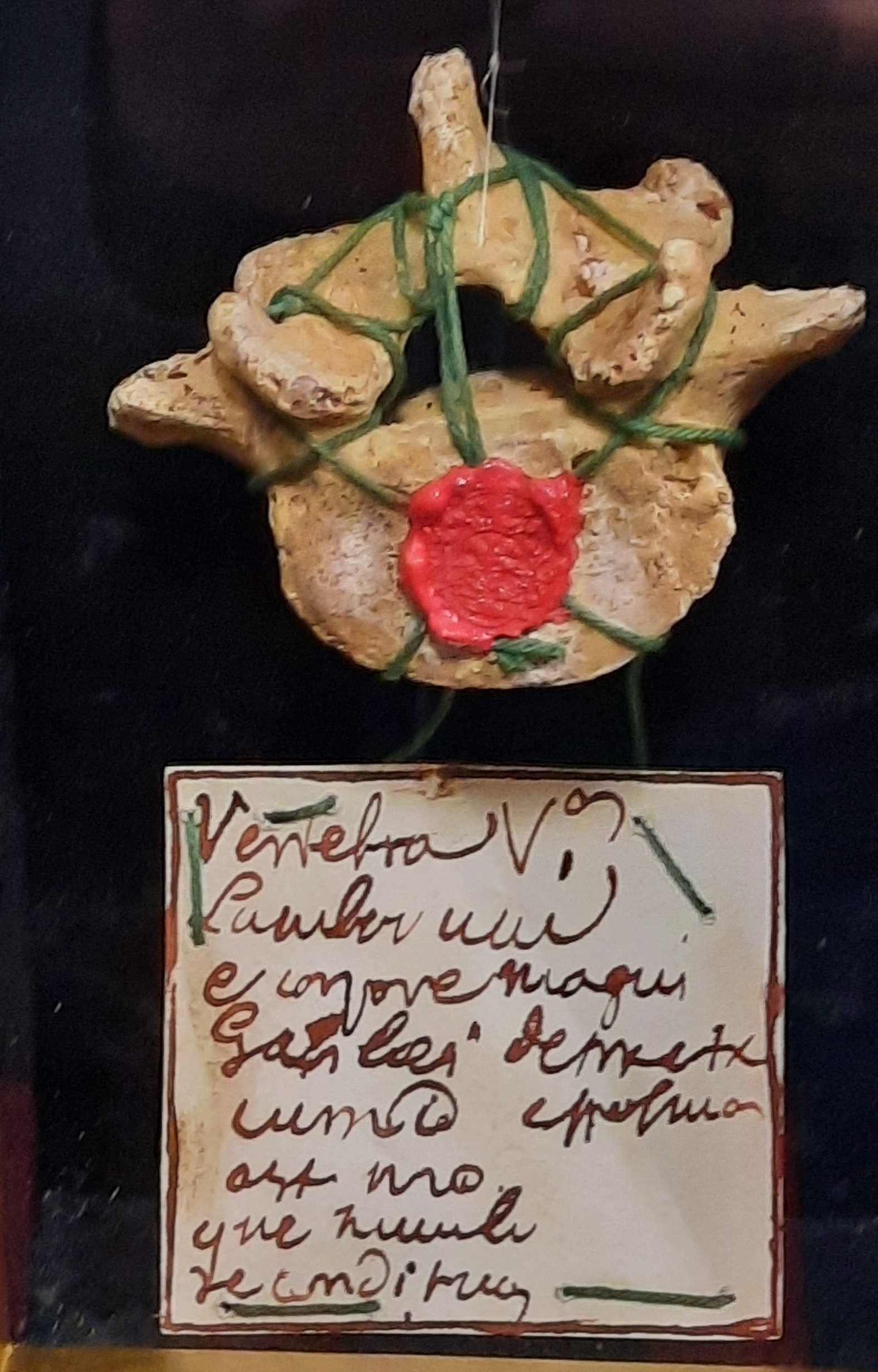 Galileo Galilei's fifth lumbar vertebra, Palazzo Bo, Padua (2).jpg